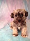 Schnoodle Puppy for sale #2 DOB 3-26-13|Schnoodle Breeders in Illinois and Wisconsin would love to know how Purebredpups can ship puppies for only $150.